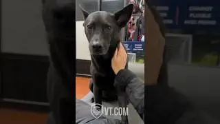 POV: You Stop Petting Your Dog… Big Mistake! 😳🐶😂