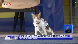 Heboh! Kucing Diangkat Jadi 