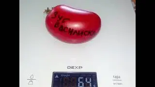 Томат Зуб василиска