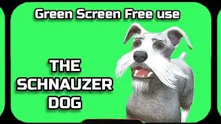 DOG video Green Screen animation. CHROMAKEY FOOTAGE on the green screen.