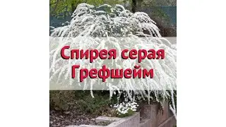 Спирея серая Грефшейм 🌿 Обзор: посадка и уход. саженцы, крупномеры спиреи: описание и особенности
