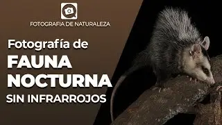 [PASO A PASO] Cómo hacer fotografías de fauna nocturna SIN BARRERAS Y CON 1 FLASH