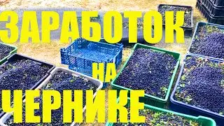 ВЛОГ: ЗАРАБОТОК на ЧЕРНИКЕ. Сколько можно заработать с одного ведра?