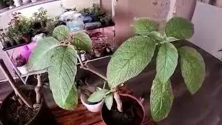 Бругмансия зимой.