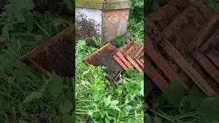 Первый рой залетел