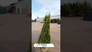 Туя Смарагд 120-140см
