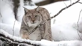 EUROPEAN LYNX – GRACEFUL PREDATOR || THE LIVING EARTH ©