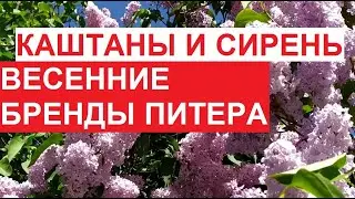 Каштаны и сирень - весенние бренды Питера | #ЦарскоеСело, 2023