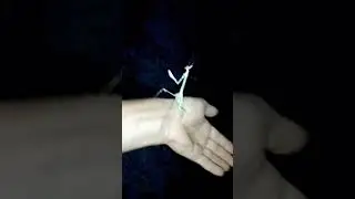 🦇Богомол в Геленджике🦇