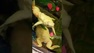 Жаба Клава 