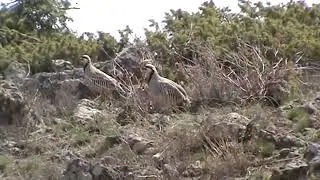 Tuzaklı Keklik Avı Sevenlere Özel