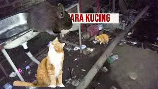 SUARA KUCING USIR TIKUS