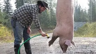 Farm to Table: Killing and Butchering a Pig at home