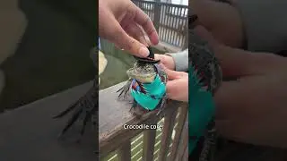 Crocodile core. 🐊🐊