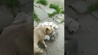 Могучая кучка! где упали, там уснули!