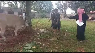 lady slaughter cow