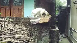 Funny cat Video | Looking So  funny 😃😃 