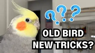 Can you teach an old bird new tricks? | BirdNerdSophie