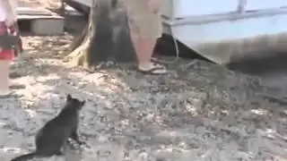 Борьба кота с алигатором