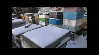 особенности получения весеннего меда - весенний мед на пасеке, что для этого необходимо