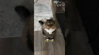 When your cats a loyal companion #cutecat