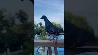 Голуби отжали завтрак.