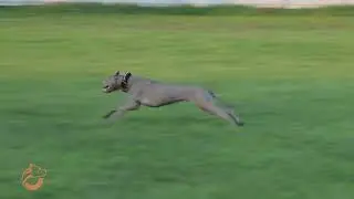 🏃‍♂🐕 Тренировка по курсингу! 🐕🏃‍♂