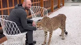 How we spent our year with a cheetah🚀