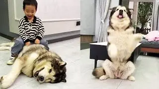 [Memories] The former dog could only be bullied by the bear child. After the owner became the backe