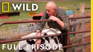 A Day at the County Fair with Dr. Pol (Full Episode) | The Incredible Dr. Pol