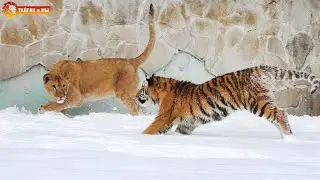Настоящая экзотика - африканские львы на снегу играют с тиграми! Тайган. Tigers life in Taigan.