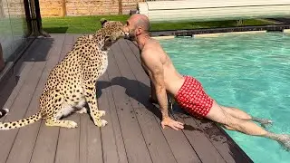 Swimming season is open! Cheetah Gerda refused to swim, but drank water from the pool 😁
