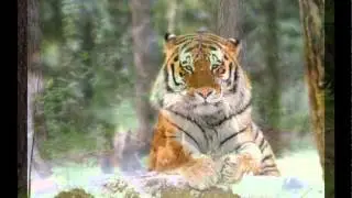 Уссурийская тайга
