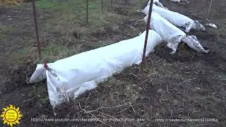 Укрытие винограда на зиму.