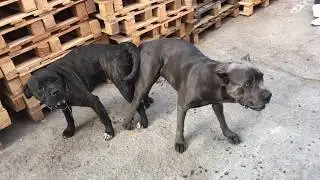 CANE CORSO KÖPEKLERİ ÇİFTLEŞTİRME ve KİTLENDİLER (kesin yavru)