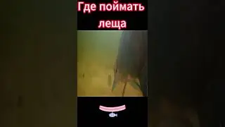 Где поймать леща