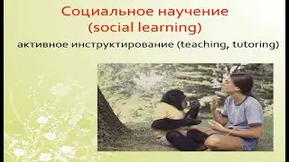 Формы обучения. Неассоциативное и ассоциативное - Виноградова Екатерина. Лекция 3