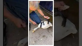 Змея схватила утку! (🎥 - merciful_hearts_farm) IG