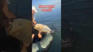 Огромный толстолоб перевернул лодку😱!!! 