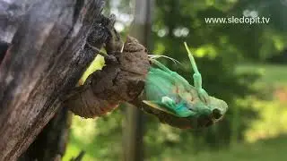 Лунтик рожает I Принимаю роды I Жизнь насекомых I Цикада - Вит Следопыт