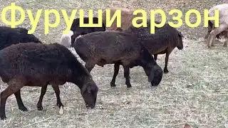 гусфандхои фуруши дар н нуробод номеро 985175618