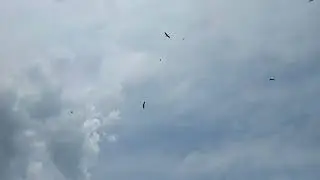 Стрибог- покровитель Птиц, стихия Воздуха