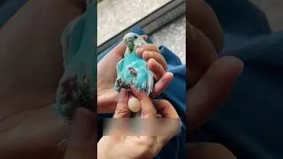 Спасенный попугай влюбился в кота 🦜 🐈‍⬛ 