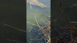 РЫБА ПЛАВАЕТ ПРЯМ ПОД НОГАМИ!