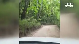 Очевидцы засняли на видео медведя в районе Борового Матюшино под Казанью