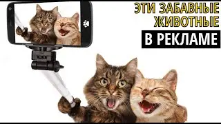 Смешные животные в рекламе | Funny animals Commercials (2020)