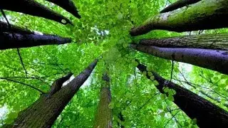 Importance of a tree in puranas🌳