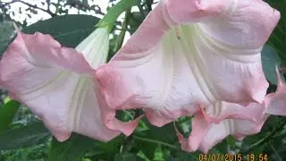 ВЕЧЕРНЕЕ ЦВЕТЕНИЕ БРУГМАНСИИ В САДУ!!! EVENING Brugmansia BLOSSOM IN THE GARDEN !!!