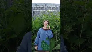 проект #одинтакойсвитер акк @ninavinokurova 🌿 подписывайся! #вязание #вязаниеспицами #вязаниеназаказ