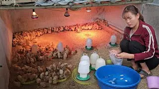 How to prevent diseases in disease-free chickens to sell to consumers. ( Ep 237 ).